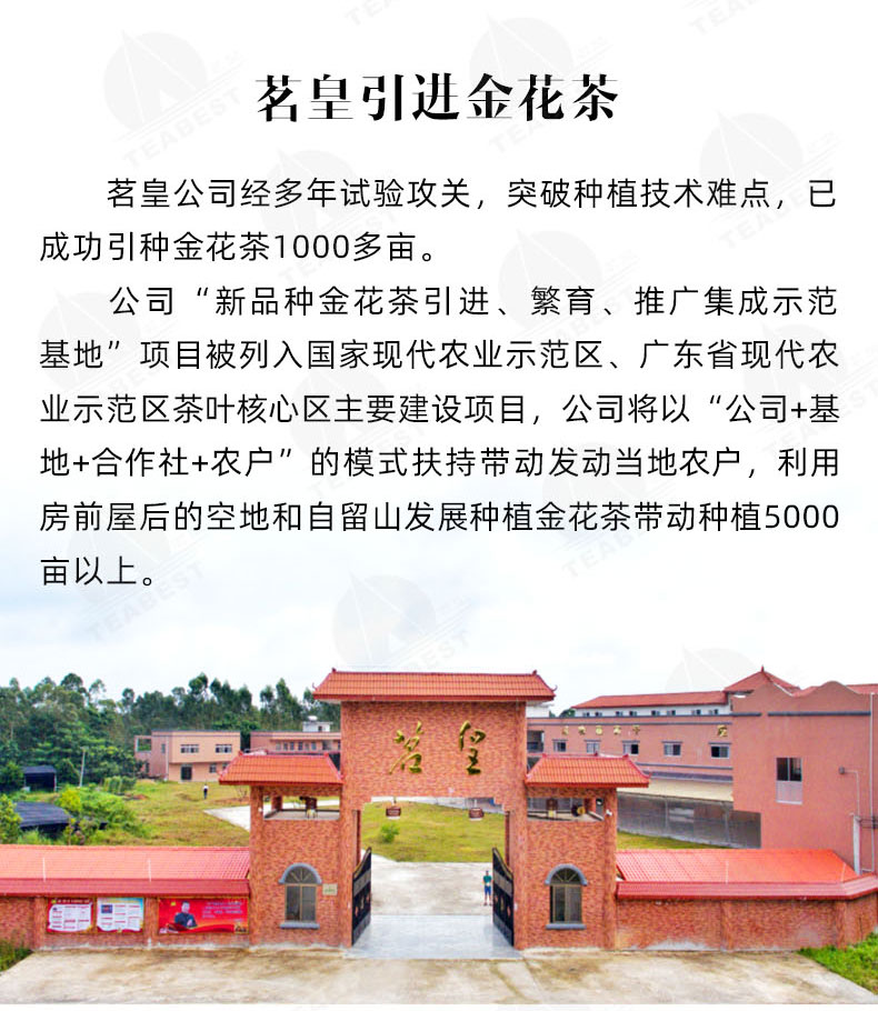 金花茶豪華禮盒詳情頁(yè)_09.jpg