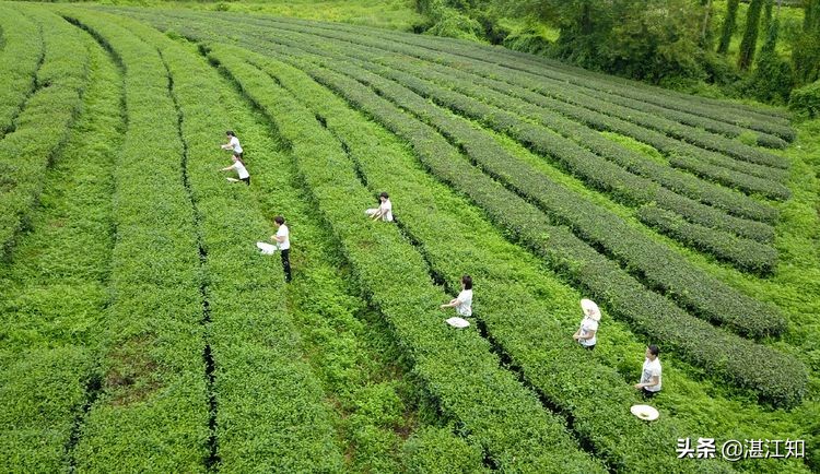 铸造“茗皇”品牌，辉煌20载，带给你舌尖上的享受