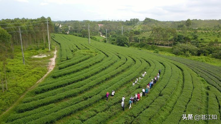 铸造“茗皇”品牌，辉煌20载，带给你舌尖上的享受