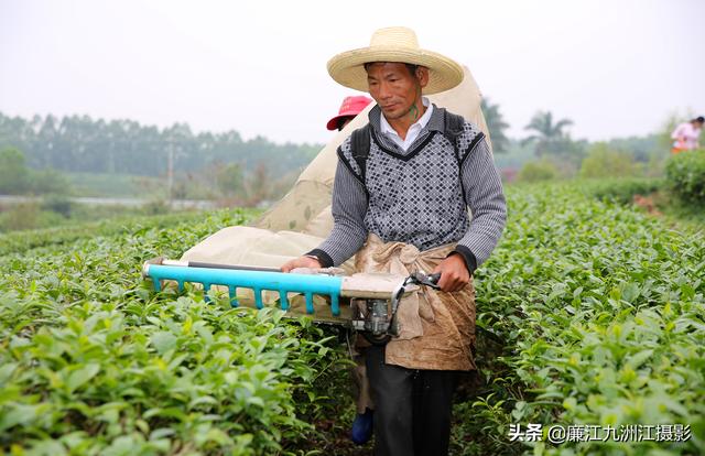 廣西玉林陸川影友到茗皇茶生產(chǎn)基地采風(fēng)