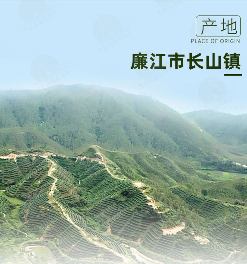 金萱紅罐裝詳情頁(yè)1_04.jpg